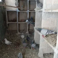 کبوتر پلاکی۱۸عدد