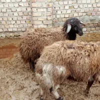 دام|حیوانات مزرعه|نیشابور, امام خمینی|دیوار