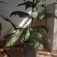 فروش گل آپارتمانی