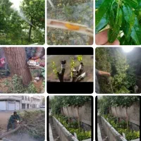تشخیص وعیبیابی ومریضی گل وگیاه باغبانی وسمپاشی
