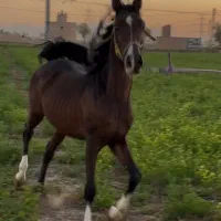 نریان //