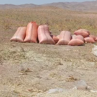 کنگر