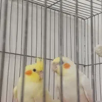 دوعدد جوجه عروس هلندی دونخور