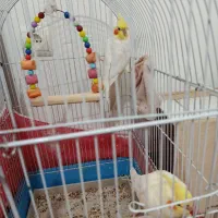 عروس هلندی