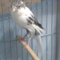 قناری نر سفید طوسی سوپری