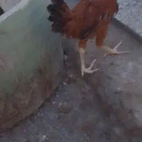 جوجه واسه کشتن