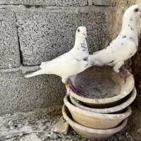 چندتا پلاکی