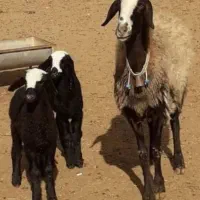 گلــه دوقـلـوزا گوسفند dserre