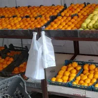 شاگردبرای میوه فروشی