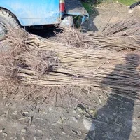 انواع نهال سیاه ریشه