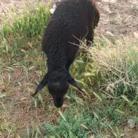 باسلام دو عدد بره