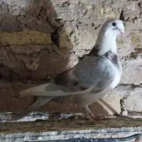 پشت گراف رنگه