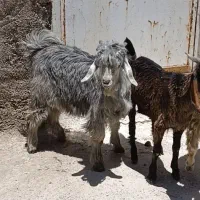 فروش کهره نر
