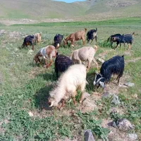 8عدد بز 8عدد بزقالع