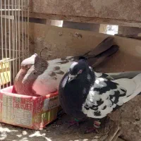 یک جفت نر وماده