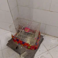 عروس هلندی