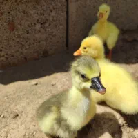 جوجه قو غاز اصیل