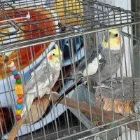 عروس هلندی