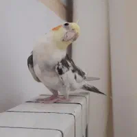 عروس هلندی نر و ماده ۶ ماهه