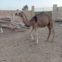 گوشت شتر