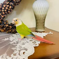 گرینجیک آناناسی