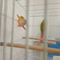 سه جفت گرنچیک مولد