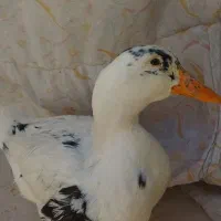 اردک
