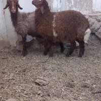 میش|حیوانات مزرعه|گناباد, |دیوار