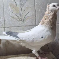 کبوتر و کبوتر نوک قنار