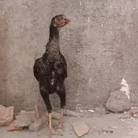 جوجه خروس کوشامو