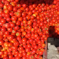 گرجه گوجه فرنگی