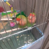 یه جفت طوطی برزیلی