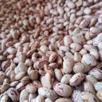 فروش لوبیا چیتی فی ۳۴۰ گندم فی ۴۶