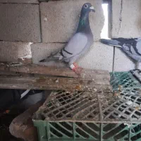 کبوتر مسافتی ماده مس قیمت ۴۰۰