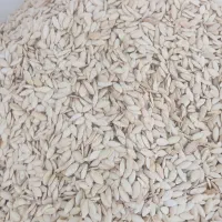تخمه کدو سفید مشهدی