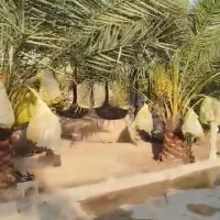 باغ-ویلا
