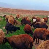 میش بره درشت