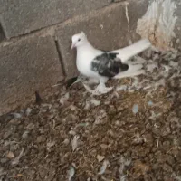 کبوتر دوکت بوشهری