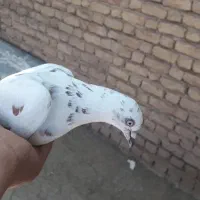 کفتر|پرنده|آشخانه, |دیوار