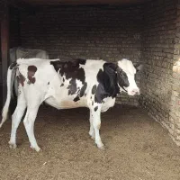 تخک