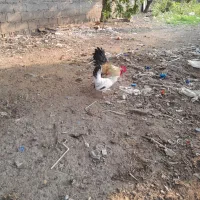 مرغ وخروس جاپینز