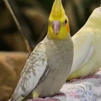 عروس هلندی گل باقالی