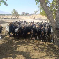 بز ترکی اصیل