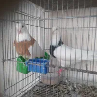 طوقی هفت رنگ با جوجه