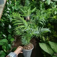 خدمات باغبانی