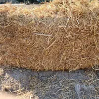 سرچنیا (کاه)