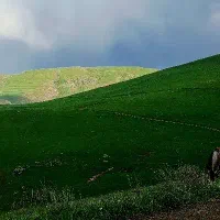 برنج هاشمی