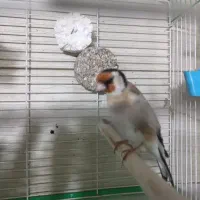 جوجه قفس بخون