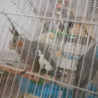عروس هلندی