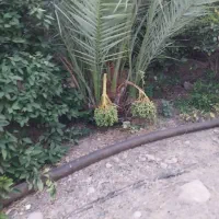 باغ پرتقال لیمو نخل و...